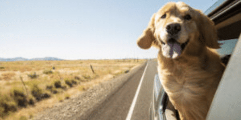 Keeping It Cool:  Safety Tips for Traveling with Your Dog